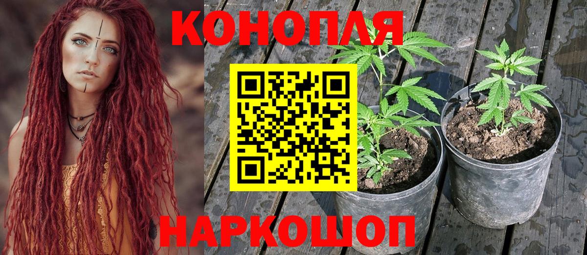 МАРИХУАНА Ganja  Конопля планчик  Вход с VPN  Строитель  МАРИХУАНА семена  Марихуана Ganja 